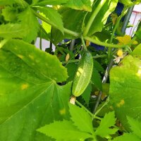 Einlege-Gurke Vorgebirgstrauben (Cucumis sativus) Samen