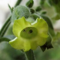 Bauerntabak (Nicotiana rustica) Bio Saatgut