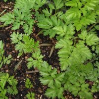 Kerbelrübe (Chaerophyllum bulbosum) Bio Saatgut