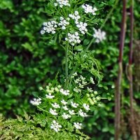 Kerbelrübe (Chaerophyllum bulbosum) Bio Saatgut