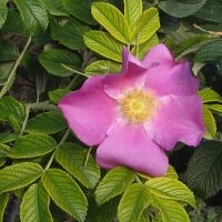 Kartoffel-Rose (Rosa rugosa) Samen