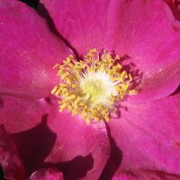 Kartoffel-Rose (Rosa rugosa) Samen