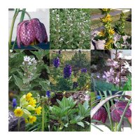 Streng geschützte Blütenpflanzen in Mitteleuropa - Samen-Geschenkset