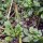 Brunnenkresse (Nasturtium officinale) Bio Saatgut