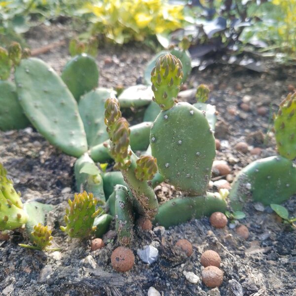 cowboy cactus Cowboy Cacti Trio