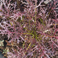 Blattsenf Rouge Metis (Brassica juncea) Bio Saatgut