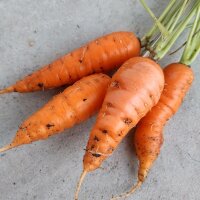 Karotte Riesen von Colmar‘ (Daucus carota) Bio Saatgut
