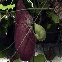 Gespensterpflanze (Aristolochia littoralis) Samen