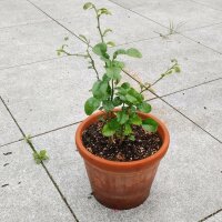 Makrutlimette (Citrus hystrix) Samen
