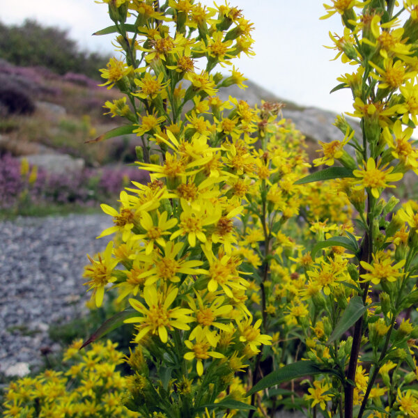 Europäische Goldrute (Solidago virgaurea) Samen