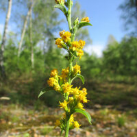 Europäische Goldrute (Solidago virgaurea) Samen