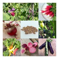 Anfängergemüse für Balkon & Garten (Bio) - Samen-Geschenkset