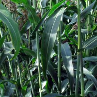 Zuckerhirse (Sorghum bicolor) Samen