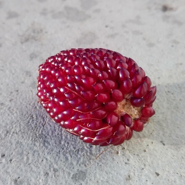 Erdbeermais (Zea mays japonica) Samen