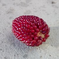 Erdbeermais (Zea mays japonica)
