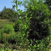 Bitterorange (Poncirus trifoliata) Samen