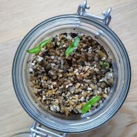 Milder Chili Habanada (Capsicum chinense) Samen