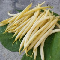 Gelbe Buschbohne Dior (Phaseolus vulgaris) Bio Saatgut