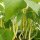 Gelbe Buschbohne Dior (Phaseolus vulgaris) Bio Saatgut