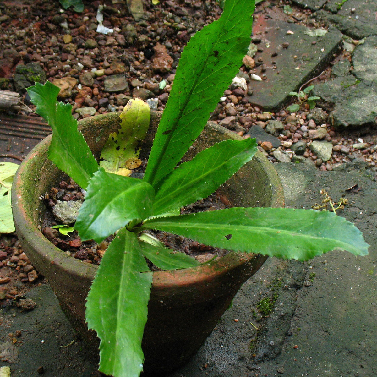 Mexikanischer Koriander / Culantro (Eryngium foetidum) Samen
