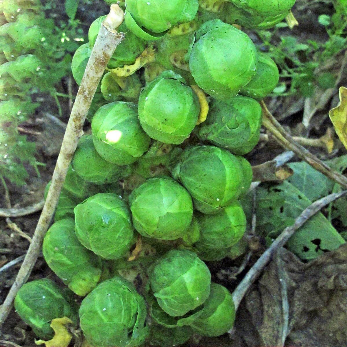 inkarnatklee bio saatgut Gründünger 'Inkarnatklee'