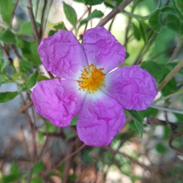 Kretische Zistrose (Cistus incanus ssp. tauricus) Samen