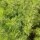 Eberraute (Artemisia abrotanum) Samen