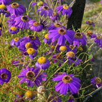 Blaues Gänseblümchen (Brachyscome iberidifolia)...