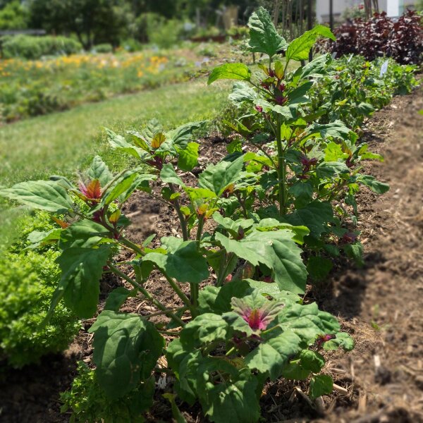 Baumspinat 'Magenta Spreen' (Chenopodium giganteum) Bio Saatgut