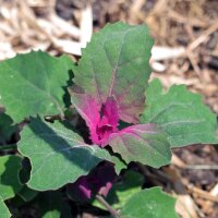 Baumspinat Magenta Spreen (Chenopodium giganteum) Bio...