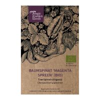 Baumspinat Magenta Spreen (Chenopodium giganteum) Bio Saatgut