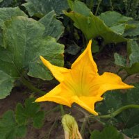 Kürbis Langer von Neapel (Cucurbita moschata) Bio...