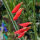 Bartfaden Coccineus (Penstemon barbatus) Samen