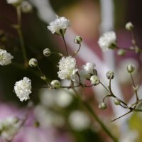 Rispiges Schleierkraut (Gypsophila paniculata) Samen