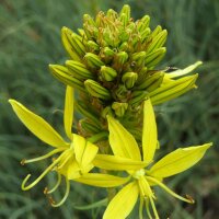 Junkerlilie Yellow (Asphodeline lutea) Samen
