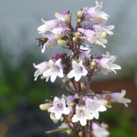 Fingerhutförmiger Bartfaden Mystica (Penstemon...