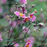 Chinesische Herbst-Anemone (Anemone hupehensis var....