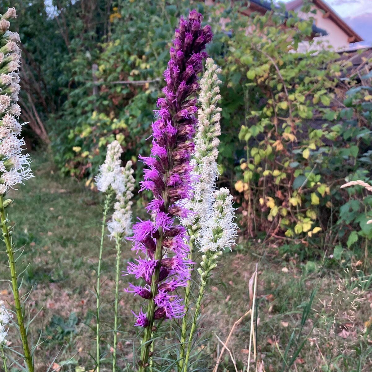 Liatris Spicata Blumenzwiebeln - Winterharte Prachtscharte Für Mehrjährige Blütenpracht