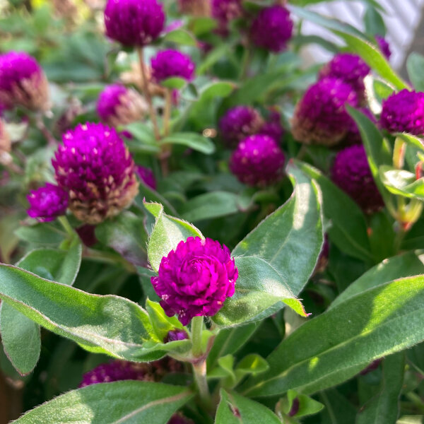 Echter Kugelamarant (Gomphrena globosa) Samen