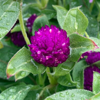 Echter Kugelamarant (Gomphrena globosa) Samen