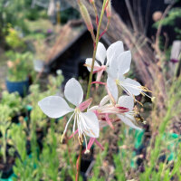 Prachtkerze (Gaura lindheimeri) Samen