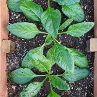 Turkmenische Alraune (Mandragora turcomanica) Samen