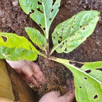 Turkmenische Alraune (Mandragora turcomanica) Samen