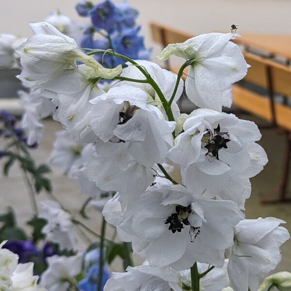 Pazifischer Hoher Rittersporn Magic Fountains-White, Dark Bee (Delphinium cultorum) Samen