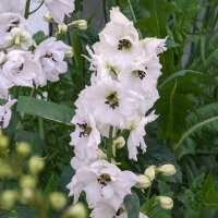 Pazifischer Hoher Rittersporn Magic Fountains-White, Dark Bee (Delphinium cultorum) Samen