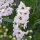 Pazifischer Hoher Rittersporn Magic Fountains-White, Dark Bee (Delphinium cultorum) Samen