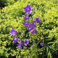 Pfirsichblättrige Glockenblume Caerulea (Campanula...