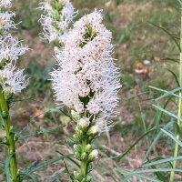 Weiße Prachtscharte (Liatris spicata) Samen