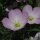 Rosa Nachtkerze (Oenothera speciosa) Samen