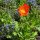 Islandmohn (Papaver nudicaule) Samen